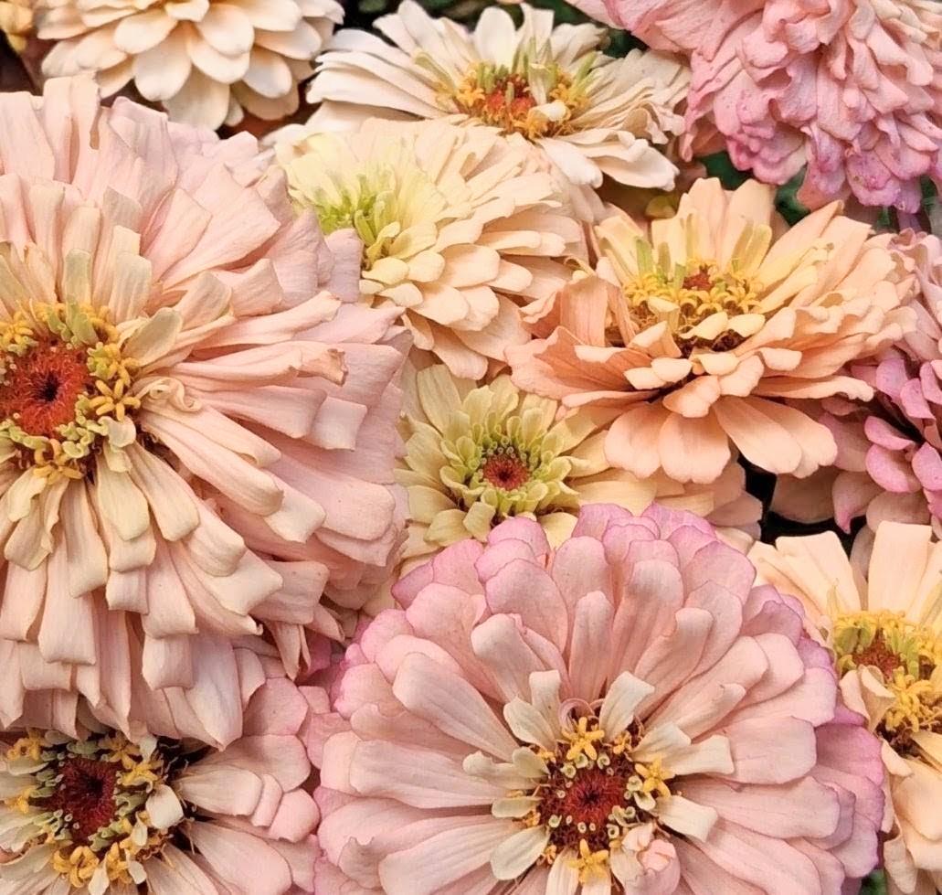 Zinnia Ballerina, RARE Zinnia elegans Ballerine originales, annuelle, couleurs pastel douces pêche, et rose et mauve.