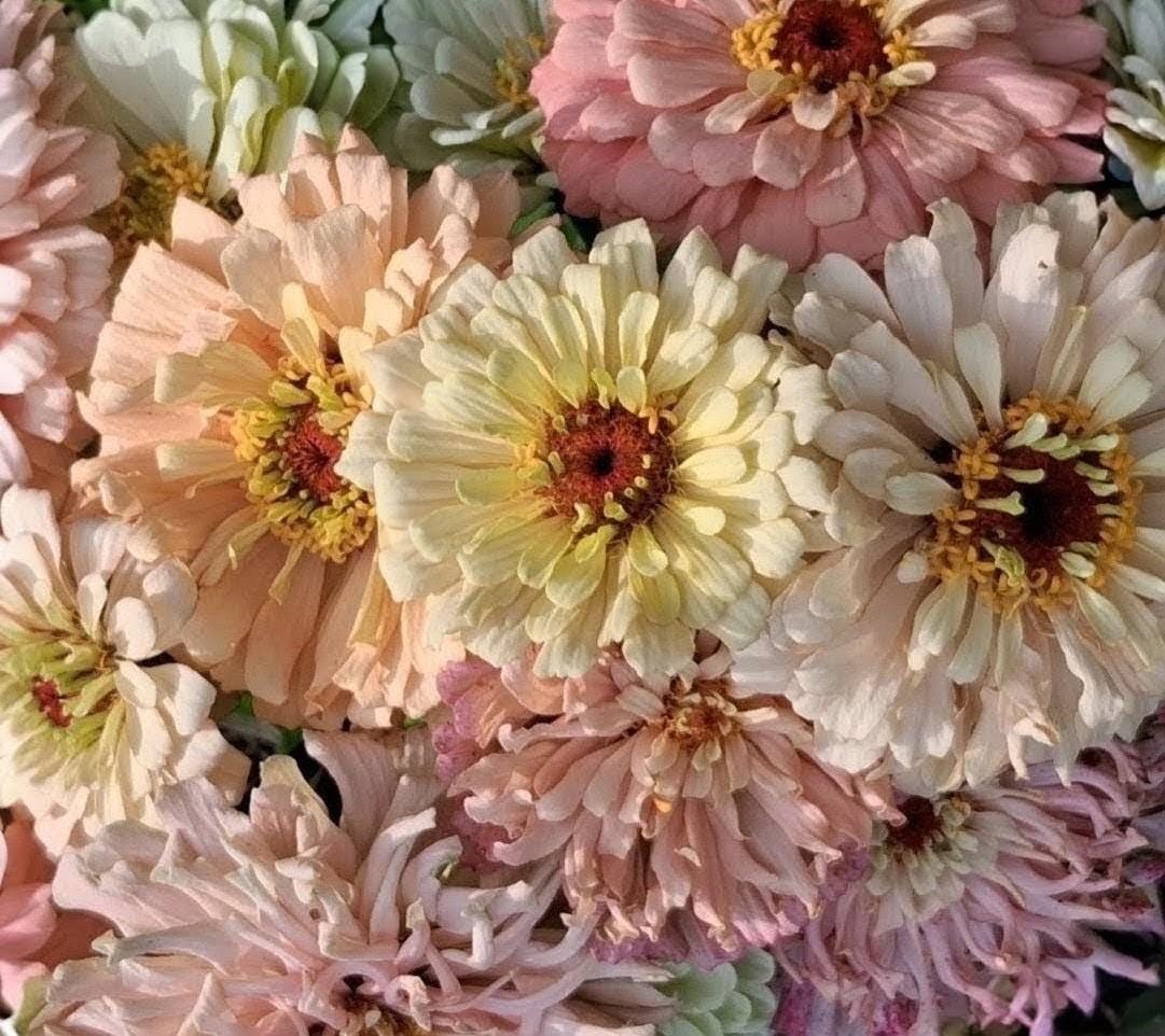 Zinnia Ballerina, RARE Zinnia elegans Ballerine originales, annuelle, couleurs pastel douces pêche, et rose et mauve.