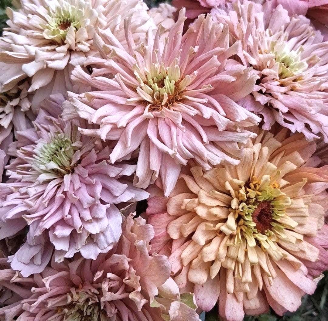 Zinnia « Ballerina »