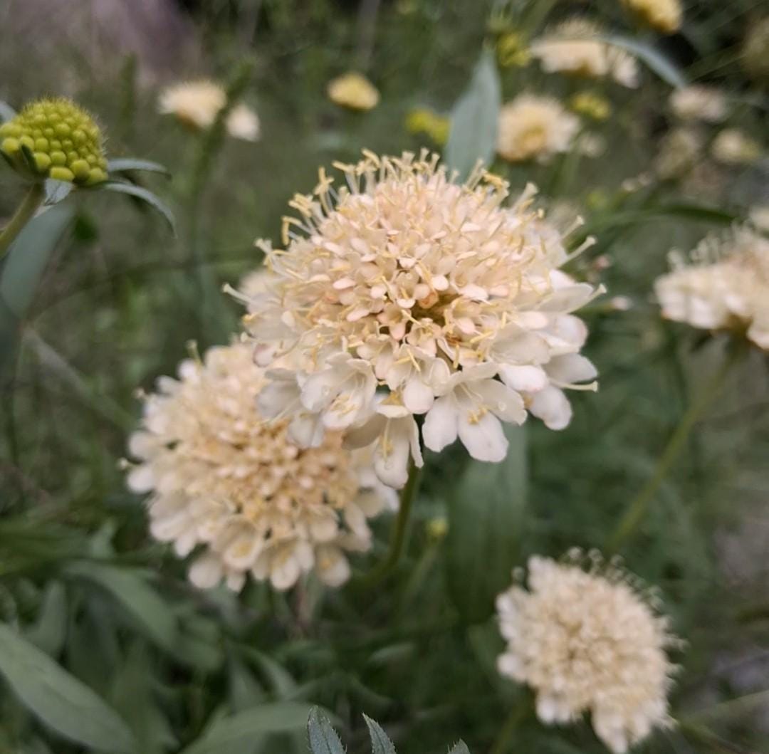 Graines Scabiosa Fata Morgana, Pincushion Flower, pêche-crème, fleur en pelote d'épingle, annuelle, 20 graines