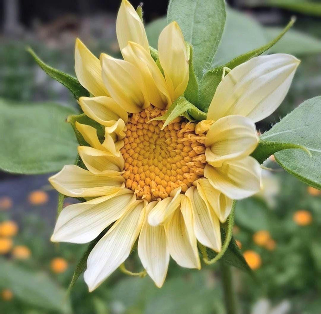 Tournesol « ProCut White Lite »