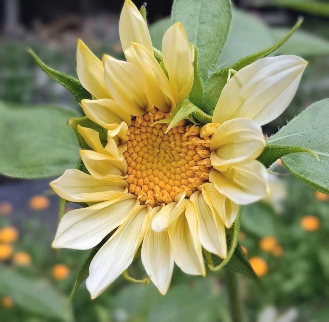 Tournesol « ProCut White Lite »