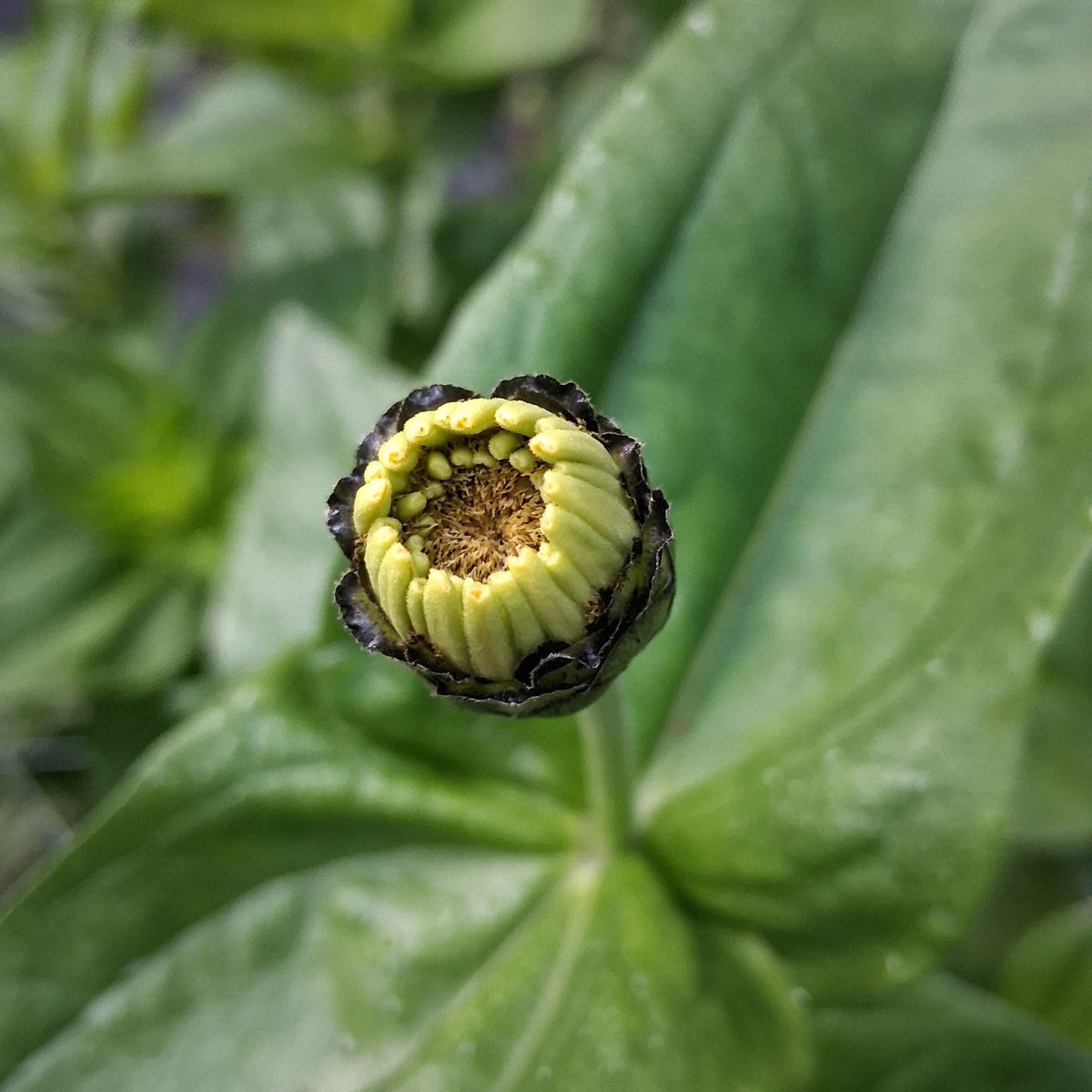 Zinnia Queen Lime blush, collection Queeny, vintage toned, Queen lime fard à joue, annuelle, zinnia elegans, Speciality