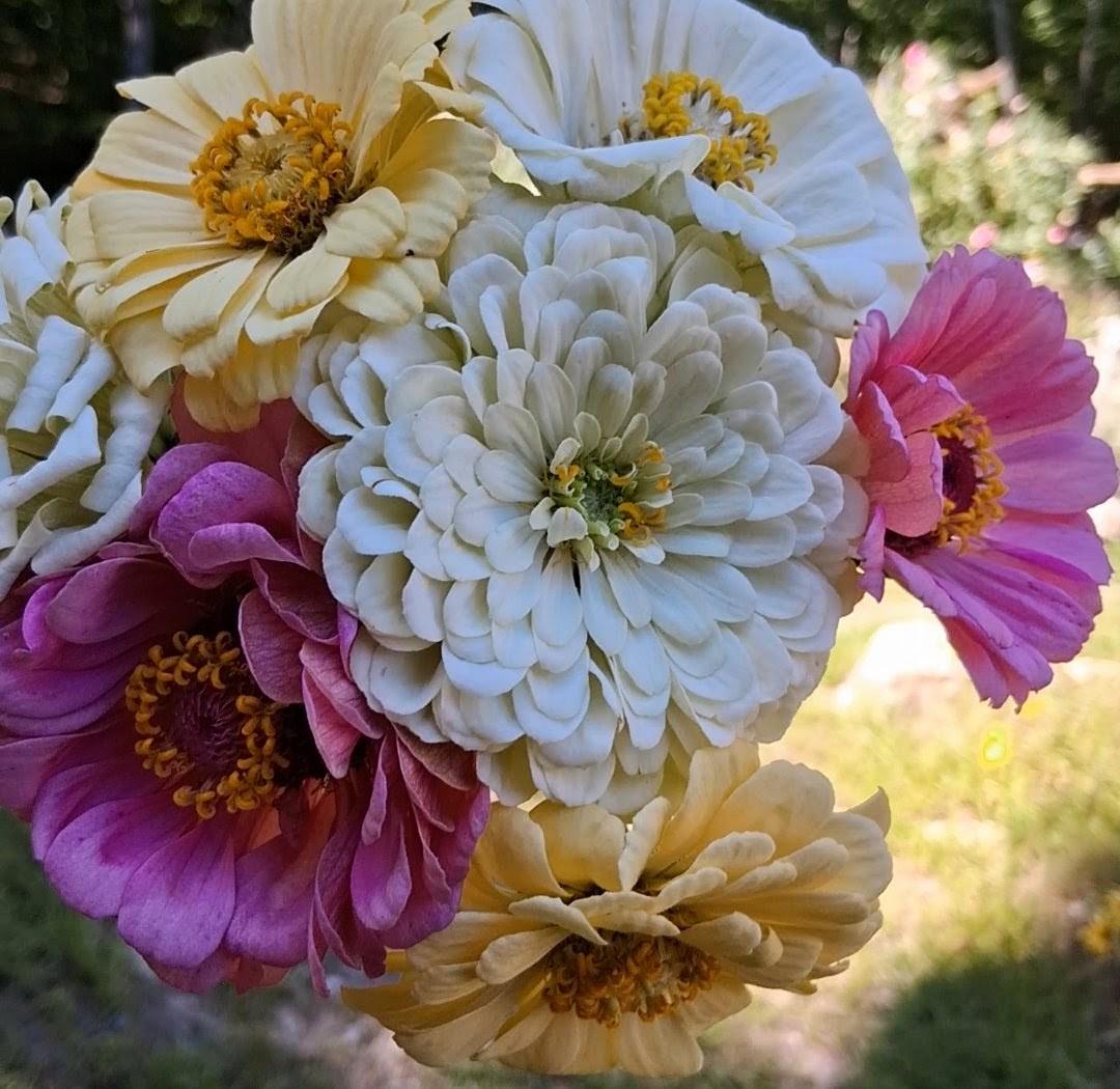 Zinnia Ours polaire, zinnia blanche, ivoire, creme, annuelle, 25 graines