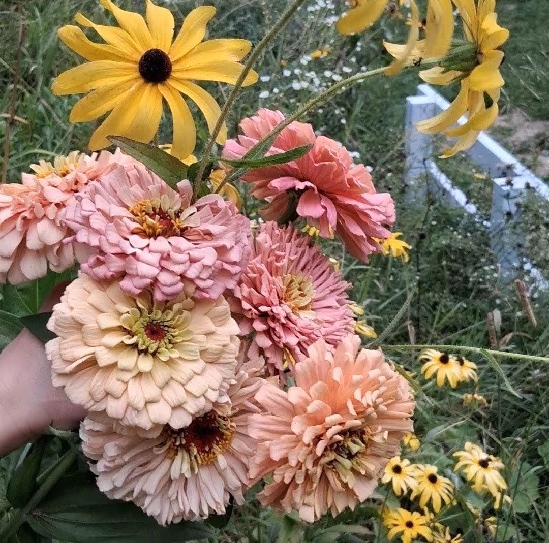 Rudbeckia, Black Eyed Susan coneflower, vivace bisanuelle, 'Rudbeckia hirta', plante indigène, fleur sauvage native du Canada,  60 graines+