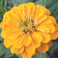Zinnia Benary's Giant Golden Yellow, Zinnia Jaune doré Benarys géante,  zinnia elegans, annuelle, 25 graines