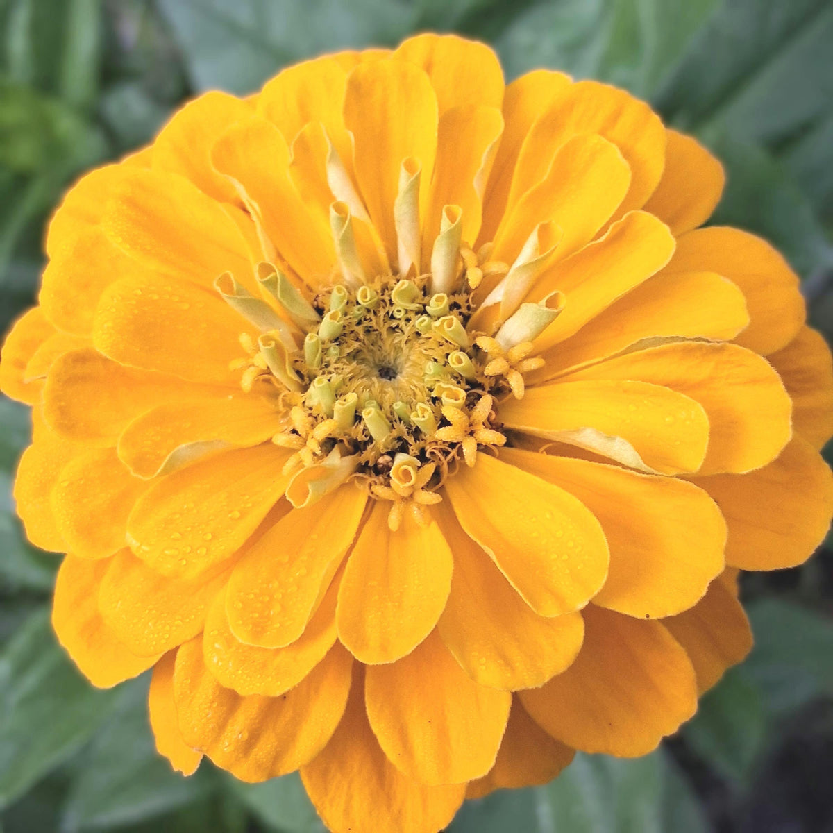 Zinnia Benary's Giant Golden Yellow, Zinnia Jaune doré Benarys géante,  zinnia elegans, annuelle, 25 graines