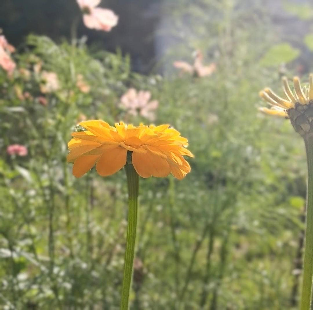 Zinnia Benary's Giant Golden Yellow, Zinnia Jaune doré Benarys géante,  zinnia elegans, annuelle, 25 graines