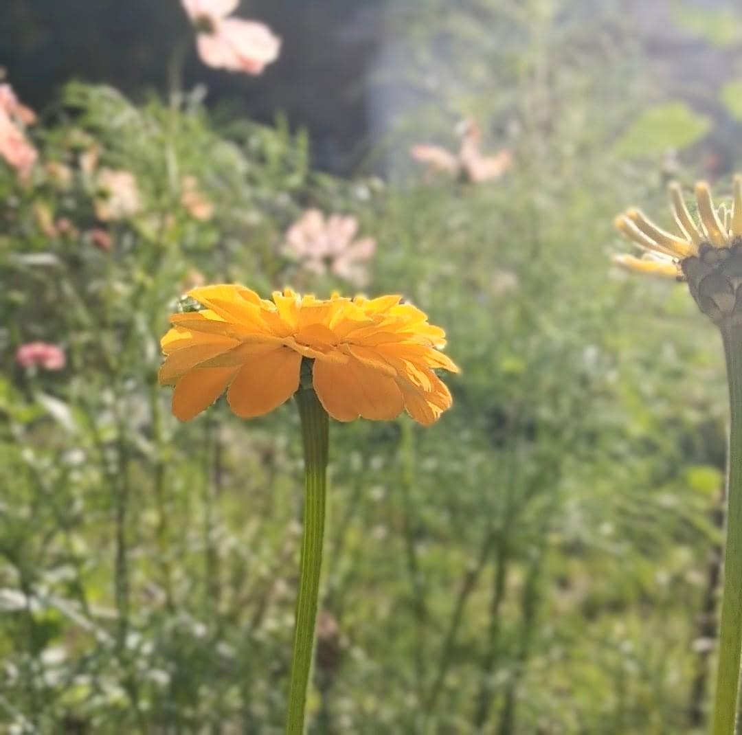 Zinnia Benary's Giant Golden Yellow, Zinnia Jaune doré Benarys géante,  zinnia elegans, annuelle, 25 graines