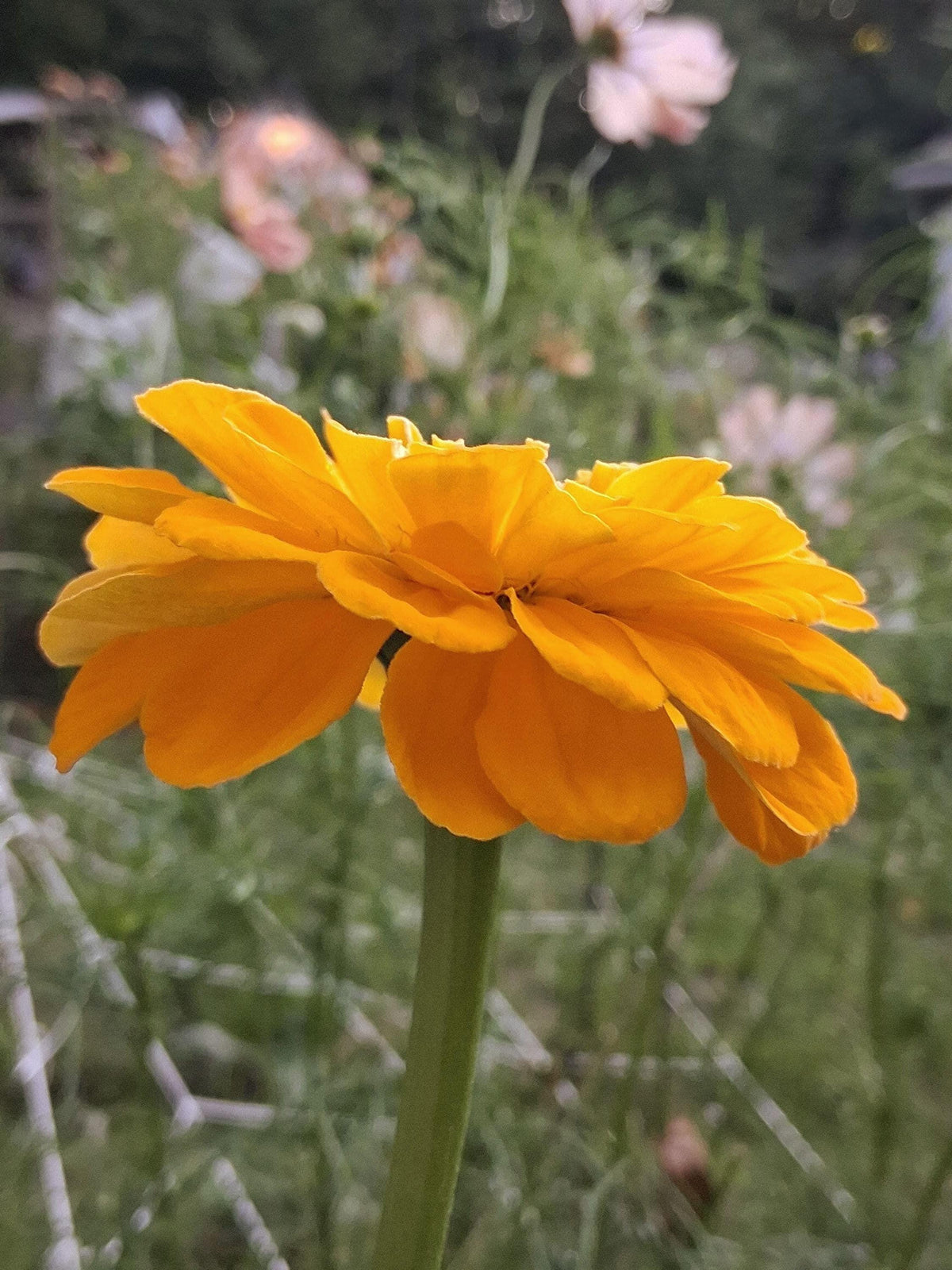 Zinnia Benary's Giant Golden Yellow, Zinnia Jaune doré Benarys géante,  zinnia elegans, annuelle, 25 graines