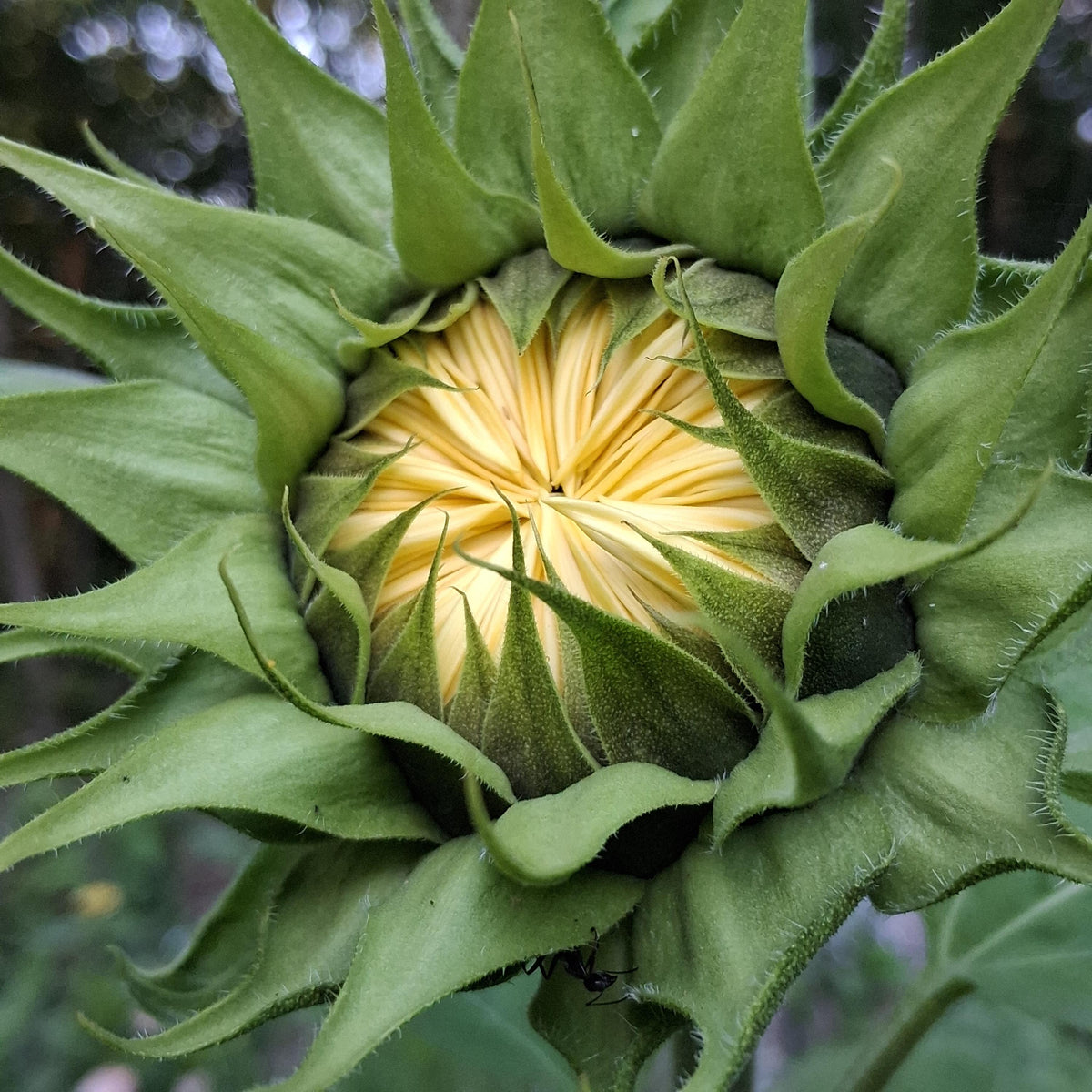 Sunflower ProCut White Lite, F1 Tournesol, creamy, pale ivory to pale yellow petals, Helianthus annuus, annuelle, sans pollen, 10 graines+