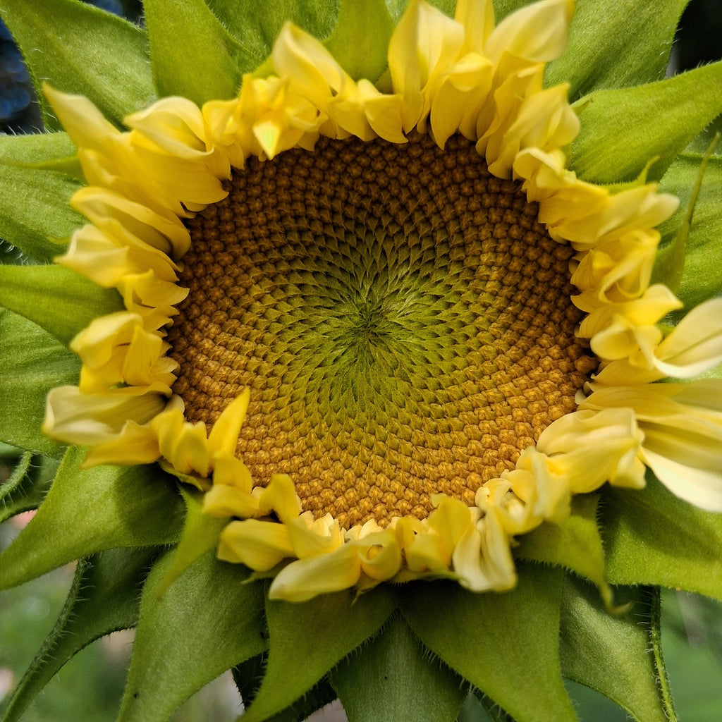 Sunflower ProCut White Lite, F1 Tournesol, creamy, pale ivory to pale yellow petals, Helianthus annuus, annuelle, sans pollen, 10 graines+