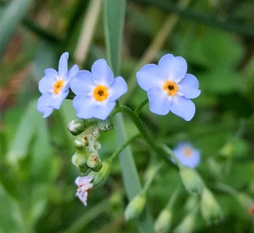 Alpestris « Myosotis bleu »