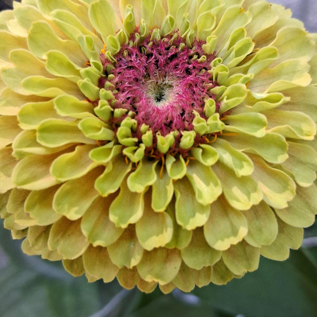 Zinnia Queen Lime blush, collection Queeny, vintage toned, Queen lime fard à joue, annuelle, zinnia elegans, Speciality