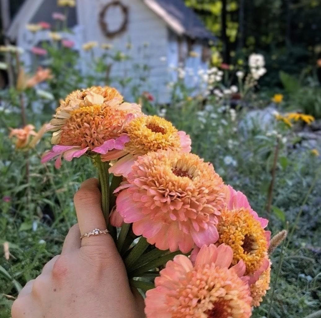 Zinnia Zinderella Peach, zinnia de fantaisie "cupcake", zinnia speciality, annuelle, zinnia elegans cutflower