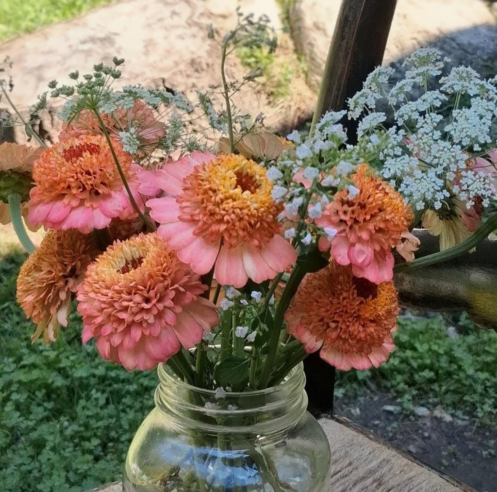 Zinnia Zinderella Peach, zinnia de fantaisie "cupcake", zinnia speciality, annuelle, zinnia elegans cutflower
