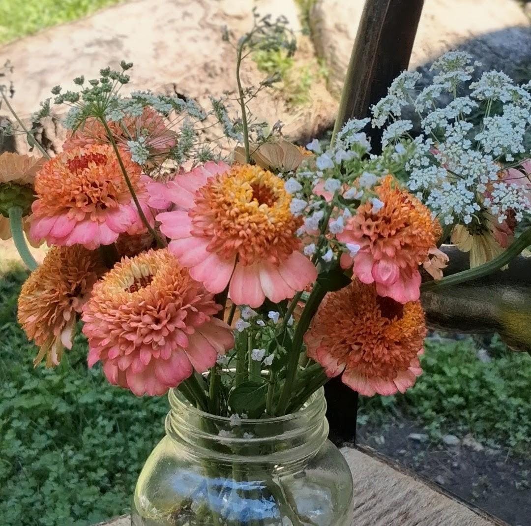 Zinnia Zinderella Peach, zinnia de fantaisie "cupcake", zinnia speciality, annuelle, zinnia elegans cutflower