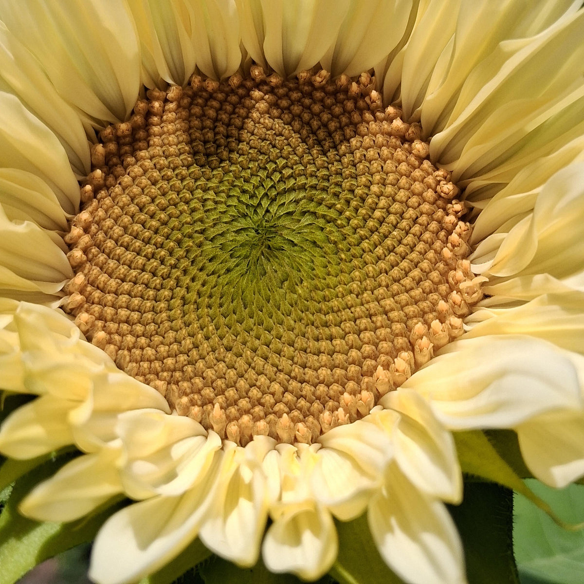 Sunflower ProCut White Lite, F1 Tournesol, creamy, pale ivory to pale yellow petals, Helianthus annuus, annuelle, sans pollen, 10 graines+