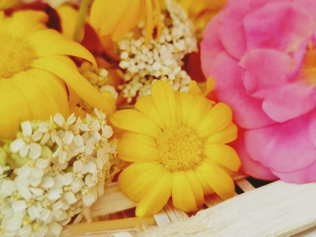 Calendula Officinalis