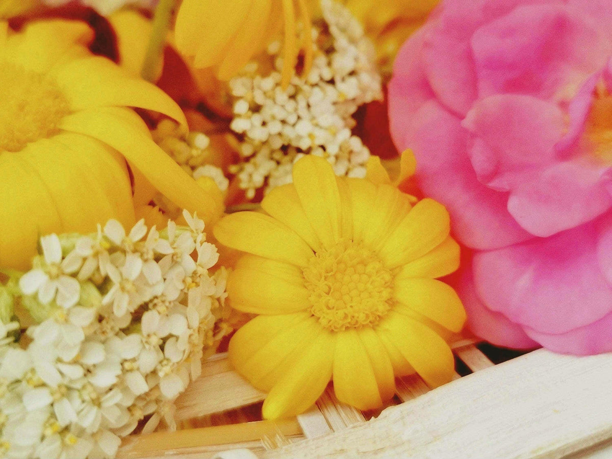 Calendula Officinalis