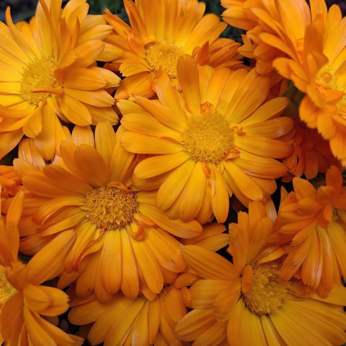 Calendula Officinalis, Souci Officinal, annuelle, sélectionnées à la main, 25 graines+