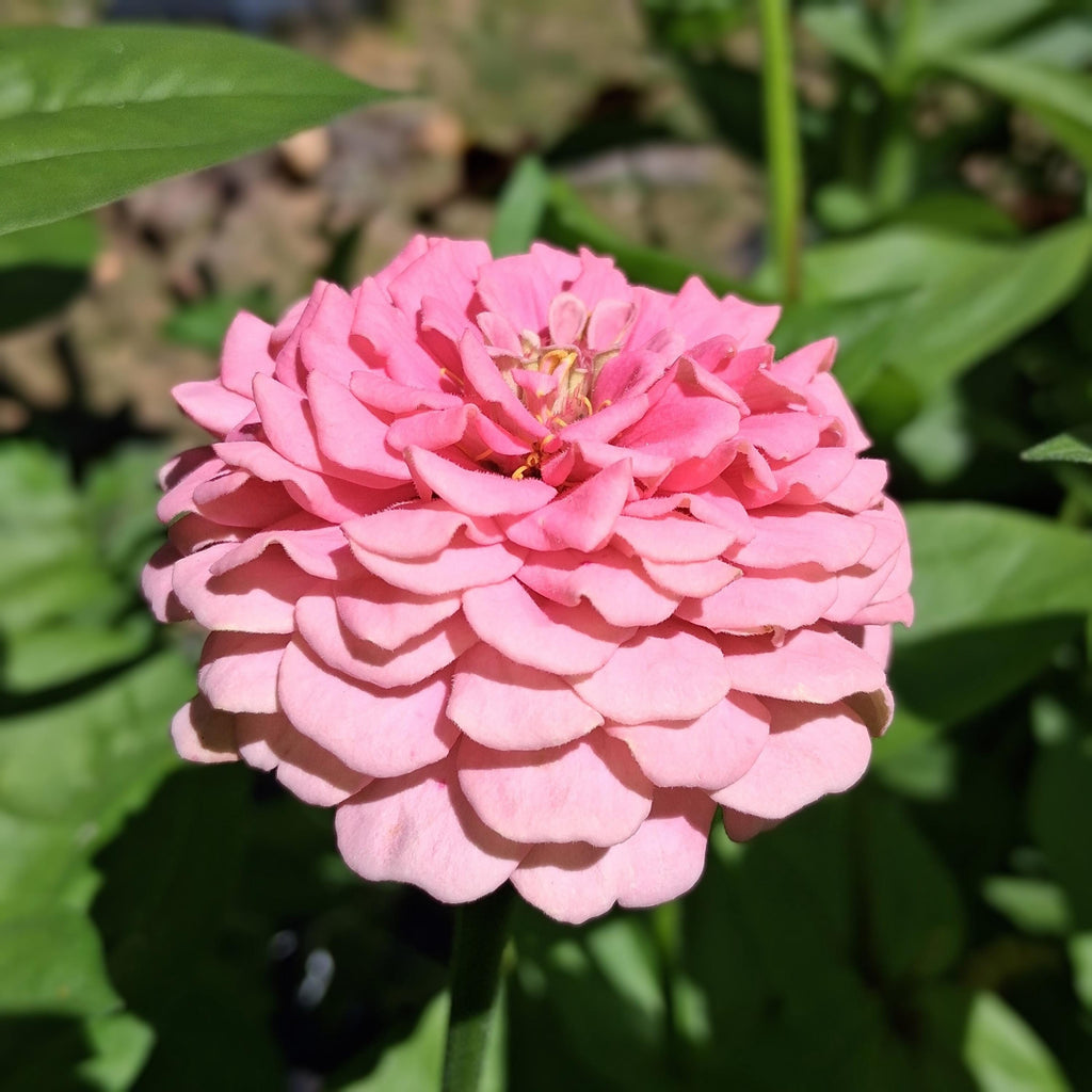 Zinnia Oklahoma Pink, Zinnia elegans, annuelle, 20 graines