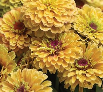 Zinnia Queeny Lemon Peach, vintage toned, Zinnia elegans annuelle, Queen Lime peach, speciality zinnia, annuelle, zinnia elegans