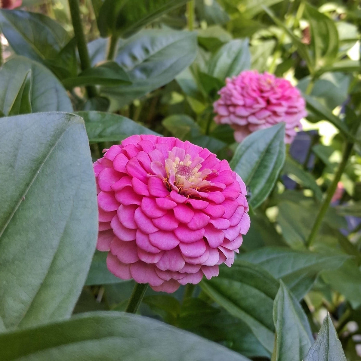 Zinnia Oklahoma Pink, Zinnia elegans, annuelle, 20 graines