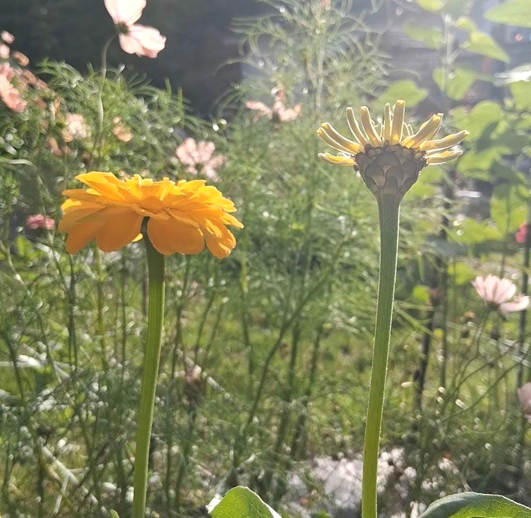 Zinnia Benary's Giant Golden Yellow, Zinnia Jaune doré Benarys géante,  zinnia elegans, annuelle, 25 graines