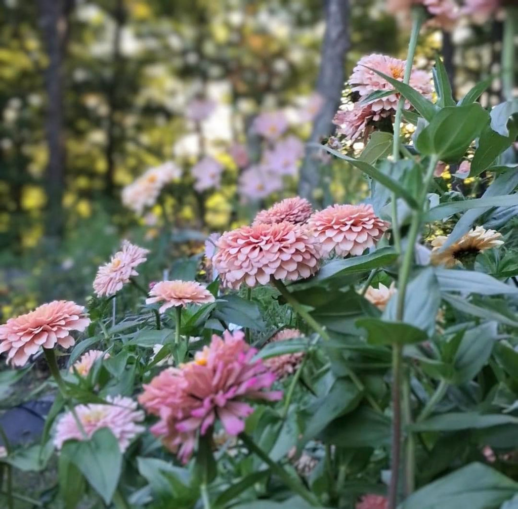 Zinnia Ballerina, RARE Zinnia elegans Ballerine originales, annuelle, couleurs pastel douces pêche, et rose et mauve.