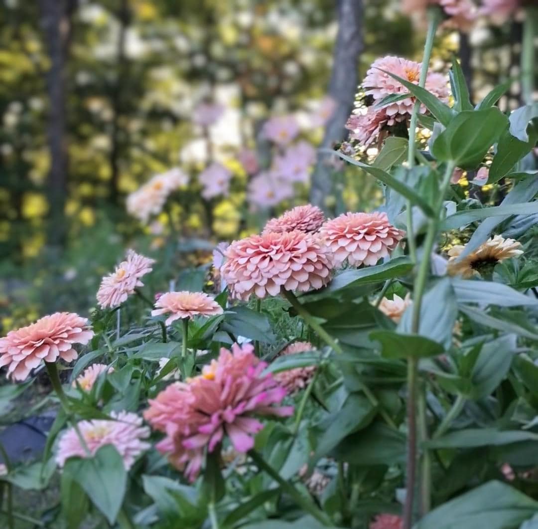 Zinnia Ballerina, RARE Zinnia elegans Ballerine originales, annuelle, couleurs pastel douces pêche, et rose et mauve.