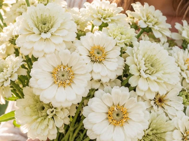 Zinnia Ours polaire, zinnia blanche, ivoire, creme, annuelle, 25 graines