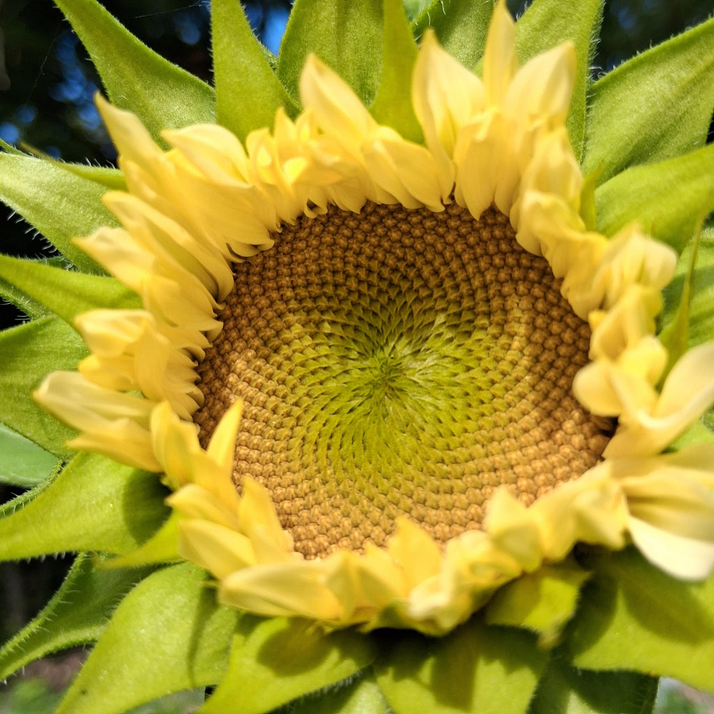Sunflower ProCut White Lite, F1 Tournesol, creamy, pale ivory to pale yellow petals, Helianthus annuus, annuelle, sans pollen, 10 graines+