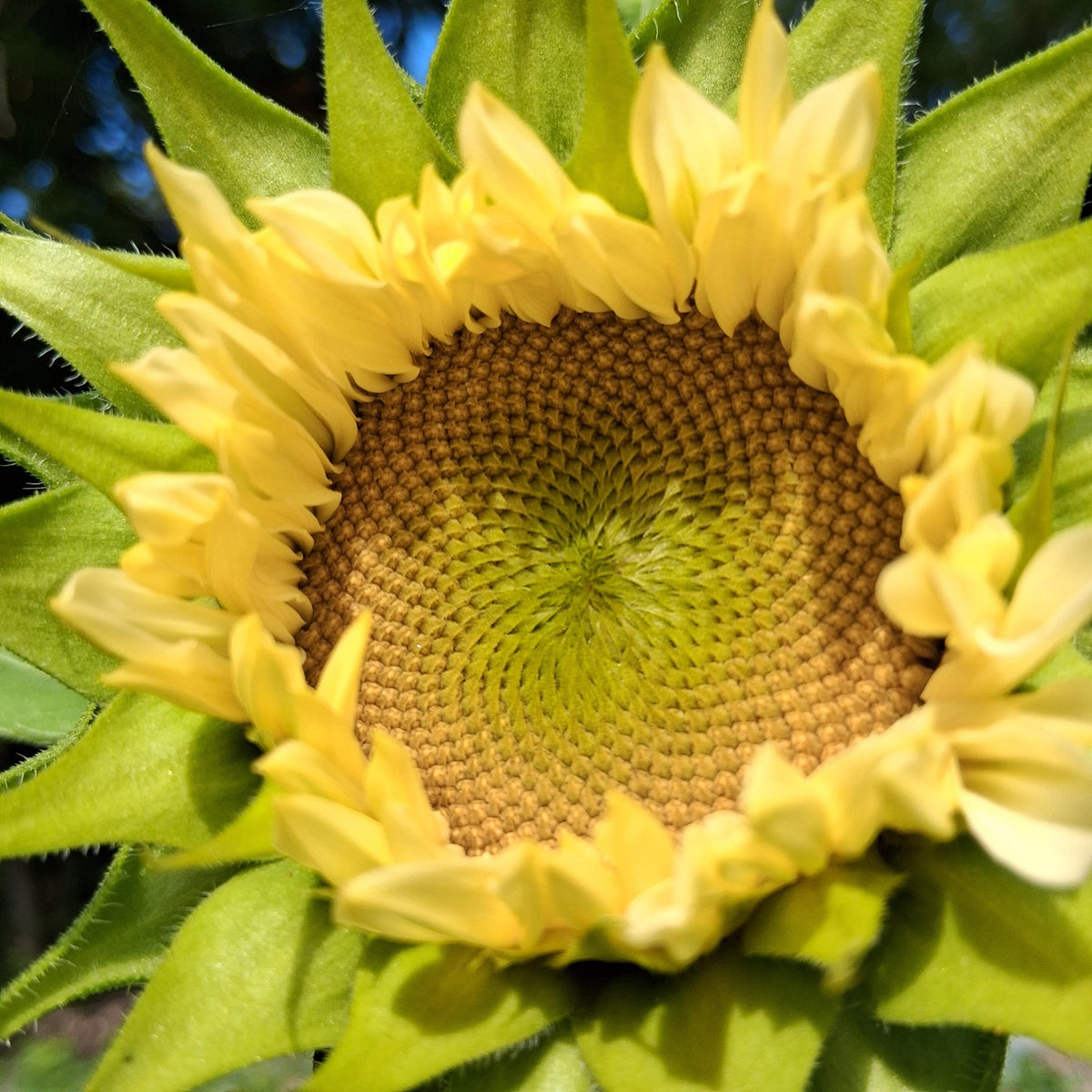Sunflower ProCut White Lite, F1 Tournesol, creamy, pale ivory to pale yellow petals, Helianthus annuus, annuelle, sans pollen, 10 graines+