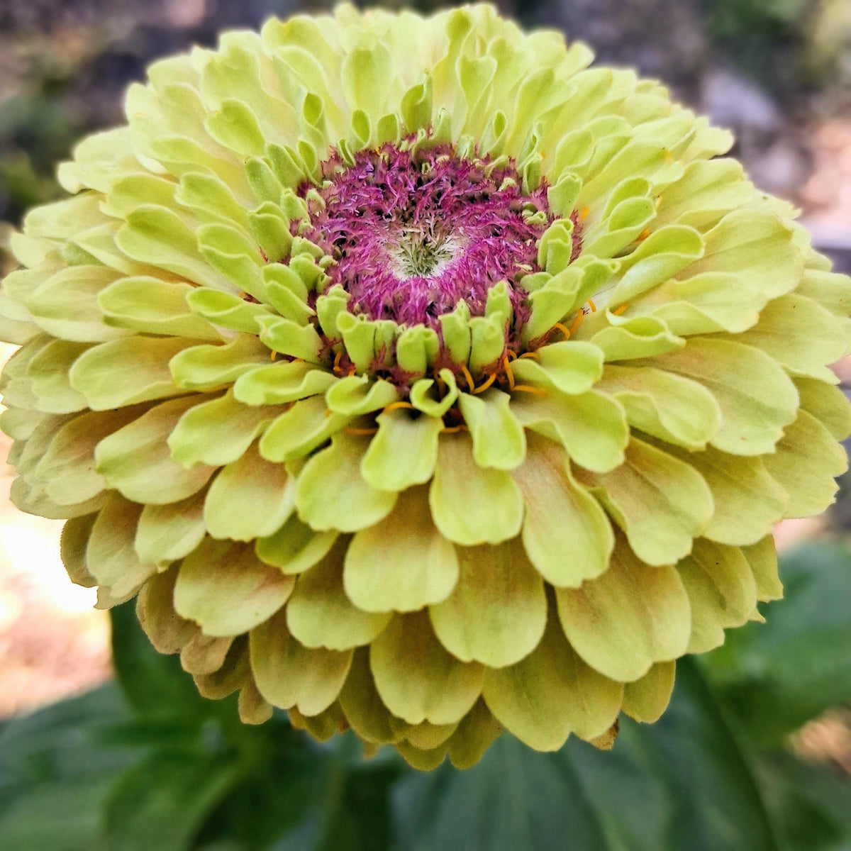 Zinnia Queen Lime blush, collection Queeny, vintage toned, Queen lime fard à joue, annuelle, zinnia elegans, Speciality