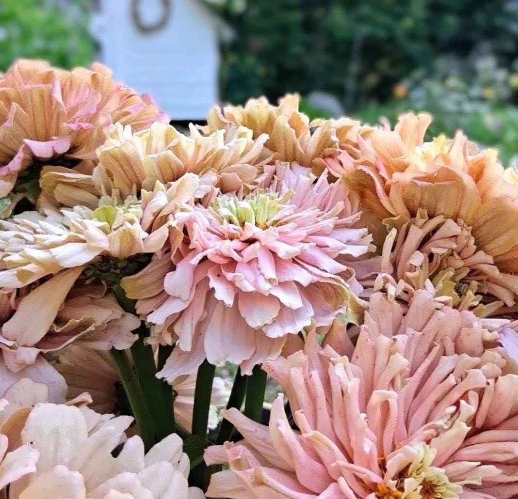 Zinnia « Ballerina »