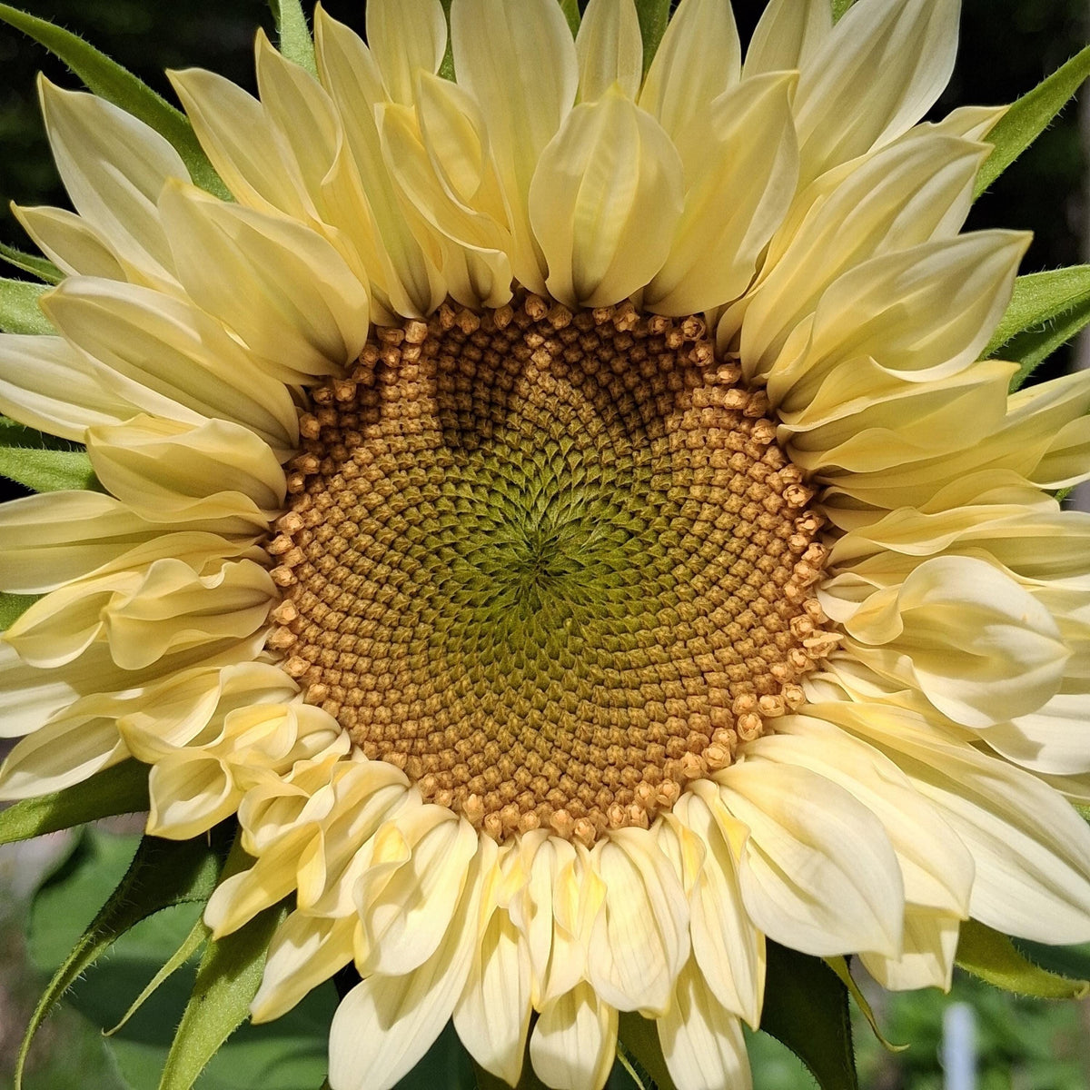 Sunflower ProCut White Lite, F1 Tournesol, creamy, pale ivory to pale yellow petals, Helianthus annuus, annuelle, sans pollen, 10 graines+