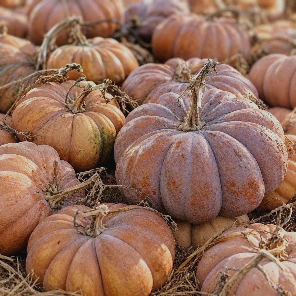 Citrouille féérique « Musquée de Provence »