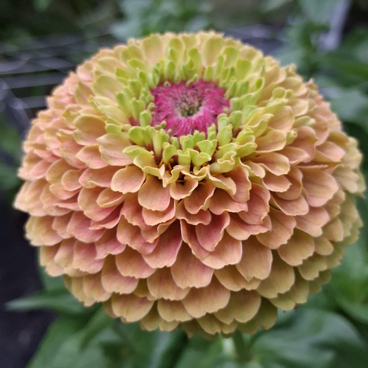 Zinnia Queen Lime blush, collection Queeny, vintage toned, Queen lime fard à joue, annuelle, zinnia elegans, Speciality