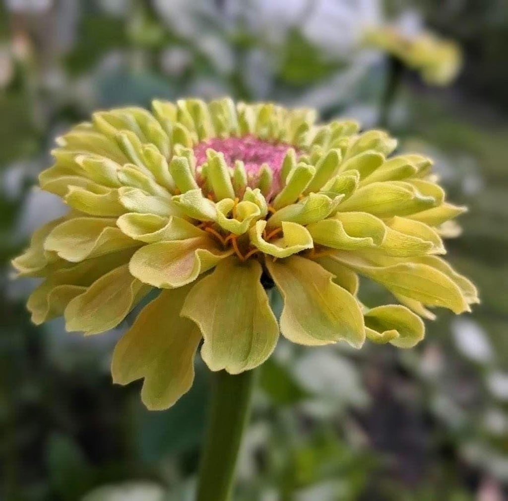 Zinnia 'Queen Lime Blush'