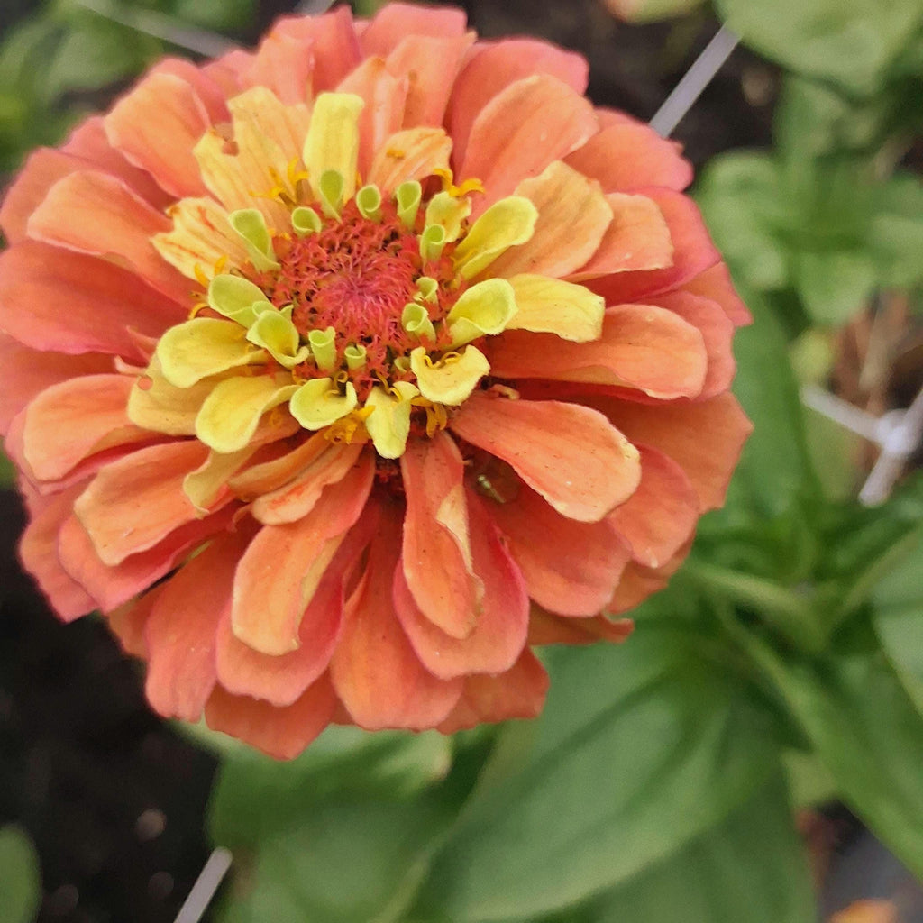 Zinnia Queen Lime Orange graines, collection Queeny serie, vintage toned, zinnia speciality annuelle, zinnia elegans