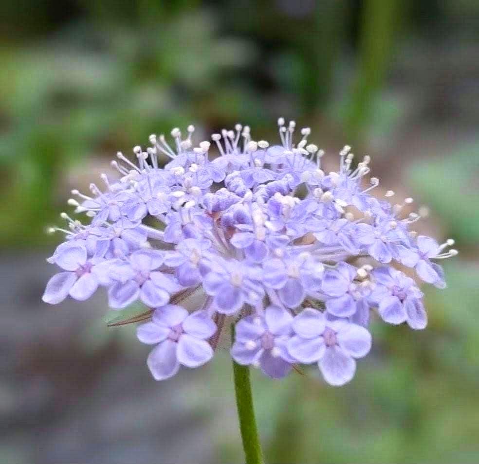Didiscus « Lacy Lavender Blue »
