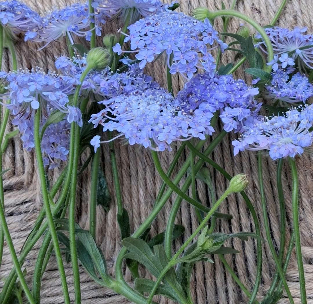 Didiscus « Lacy Lavender Blue »