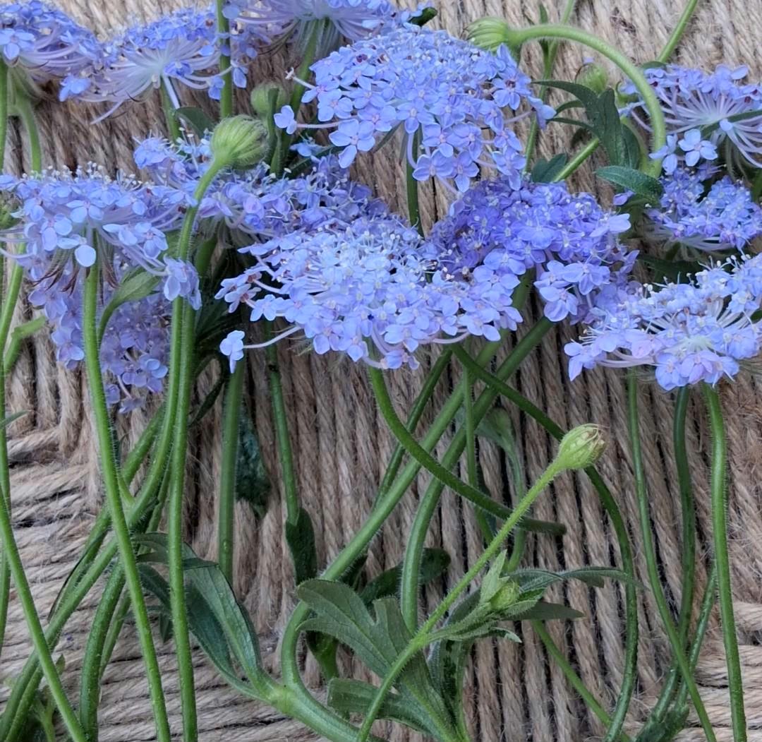 Didiscus « Lacy Lavender Blue »