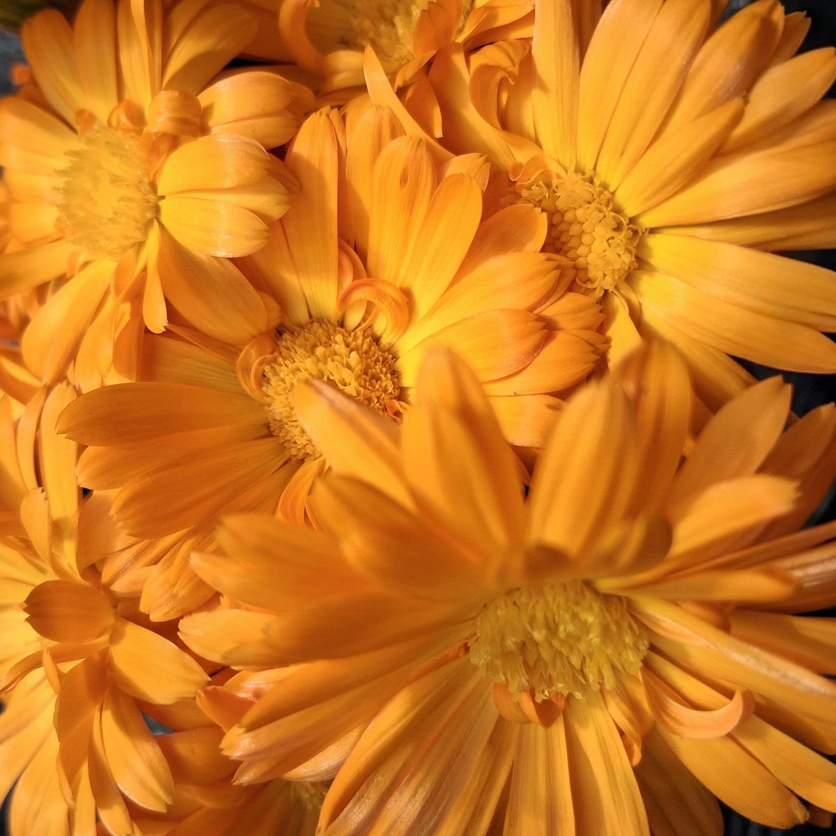 Calendula Officinalis, Souci Officinal, annuelle, sélectionnées à la main, 25 graines+