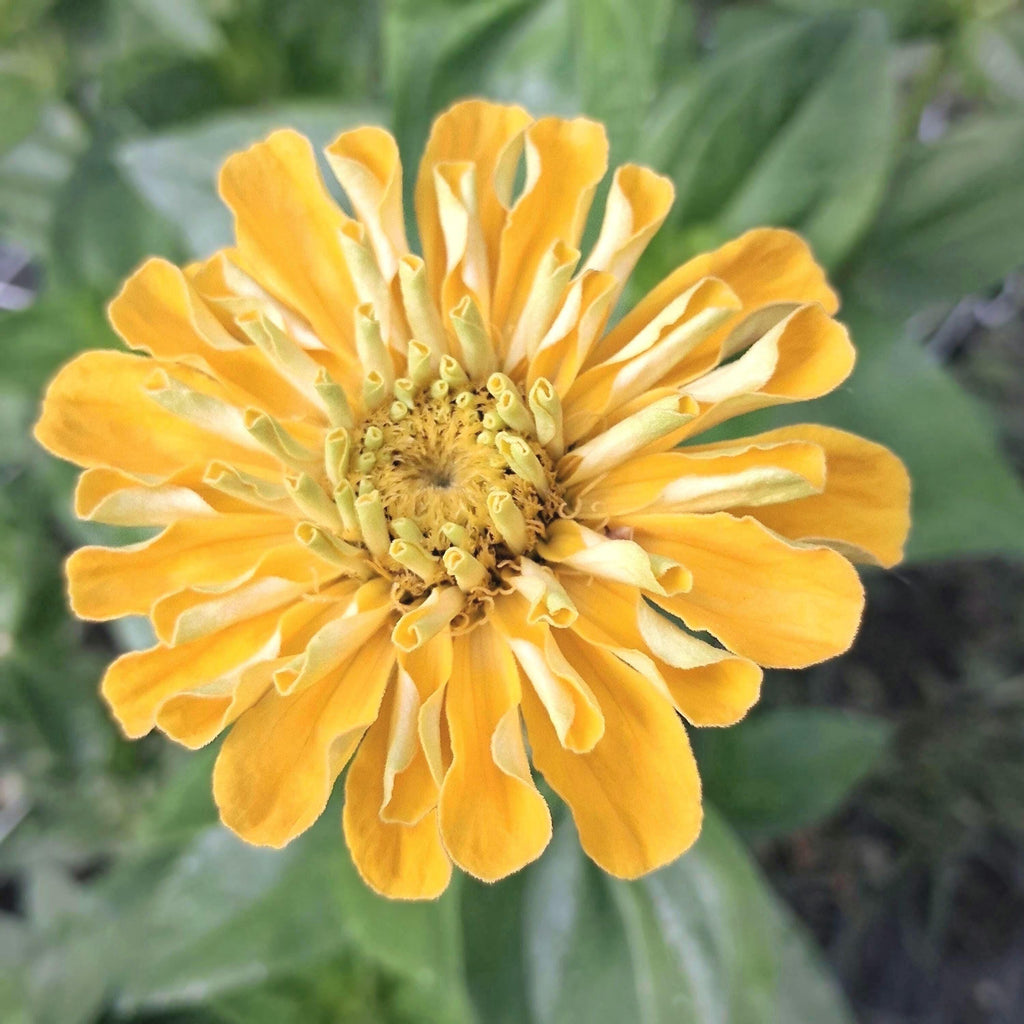 Zinnia Benary's Giant Golden Yellow, Zinnia Jaune doré Benarys géante,  zinnia elegans, annuelle, 25 graines