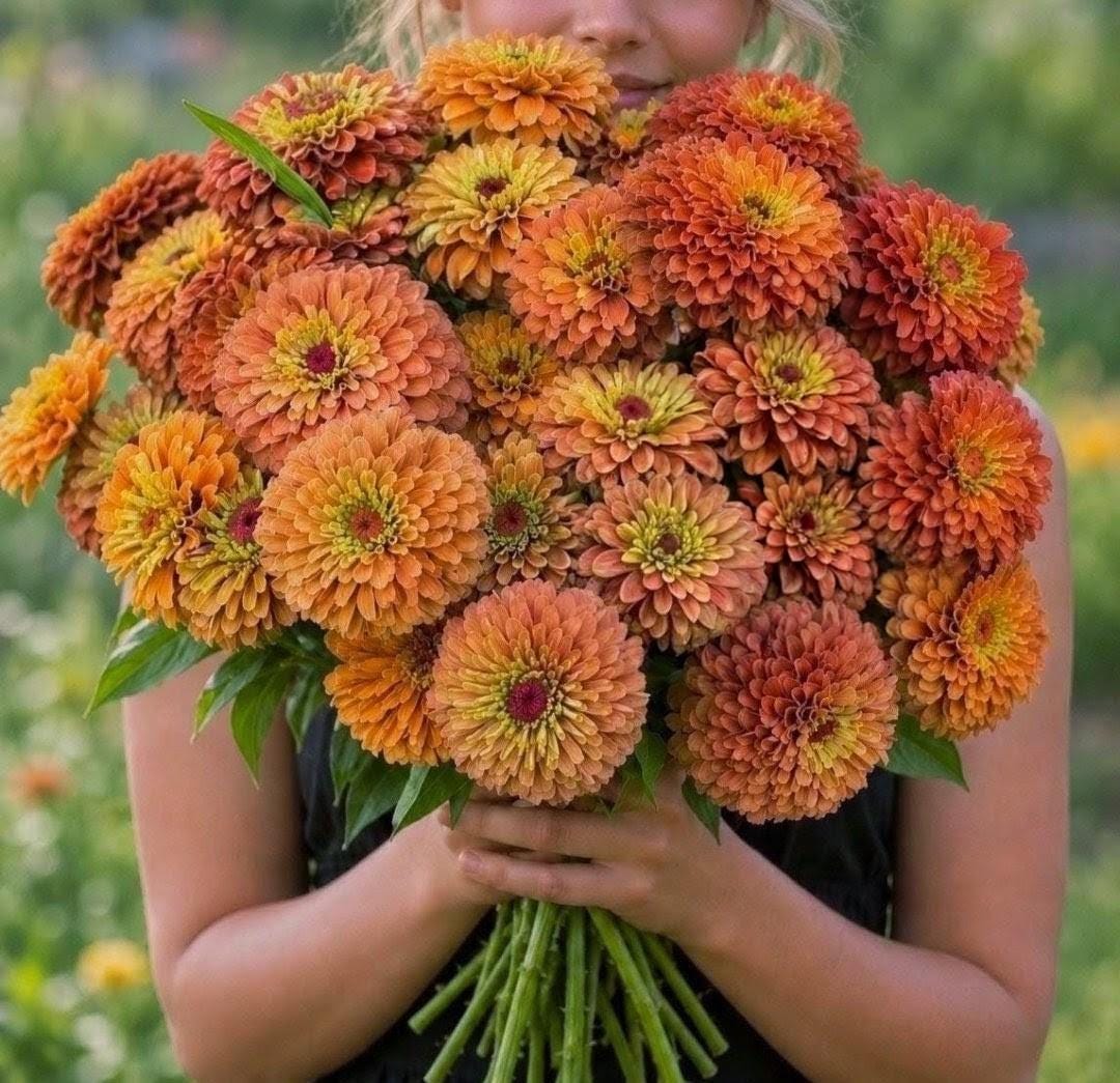 Zinnia Queen Lime Orange graines, collection Queeny serie, vintage toned, zinnia speciality annuelle, zinnia elegans