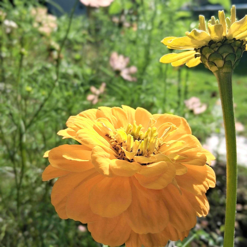 Zinnia Benary's Giant Golden Yellow, Zinnia Jaune doré Benarys géante,  zinnia elegans, annuelle, 25 graines