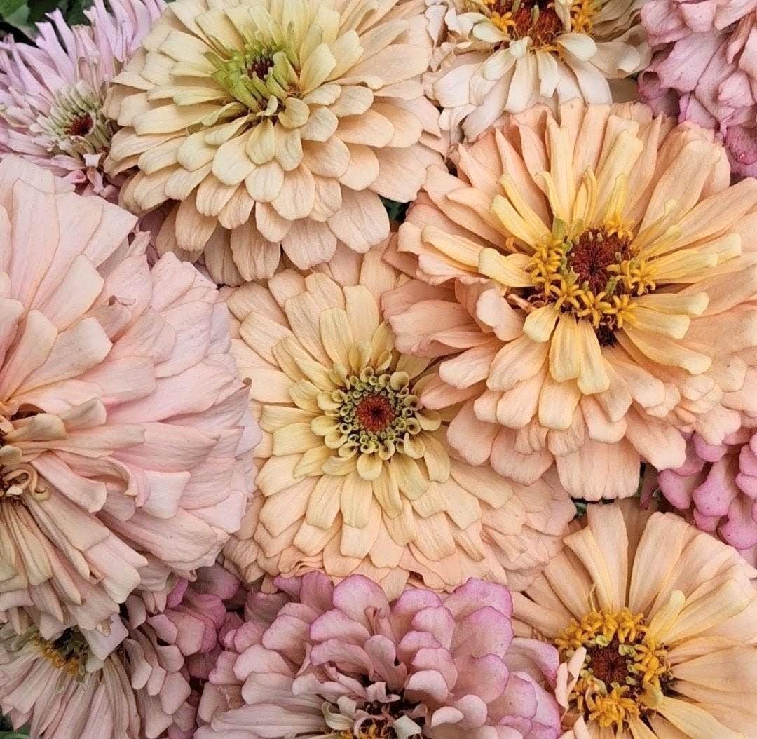 Zinnia « Ballerina »