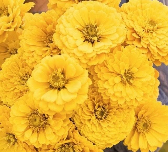 Zinnia Benary's Giant Golden Yellow, Zinnia Jaune doré Benarys géante,  zinnia elegans, annuelle, 25 graines